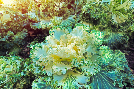 close up fresh cabbageの写真素材