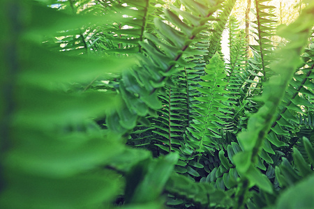 close up fern leaves with bokeh blurred photo shooting from inside of the forestの写真素材