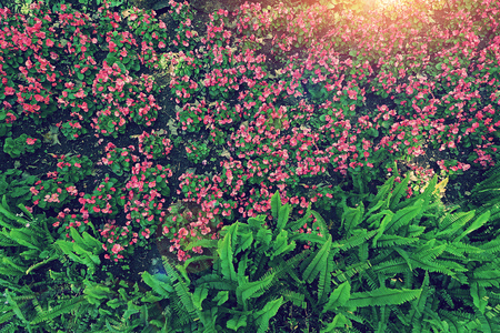 pink flower and fern leaves garden in vintage photo effect styleの写真素材