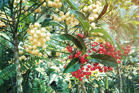 young and ripe berry on the tree with green leavesの写真素材