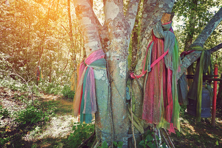 Thailand ancient old culture to tight tree by colorful fabric to warship the tree to uncutableの写真素材
