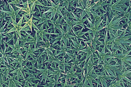 soft focus vintage green leaf background patternの写真素材