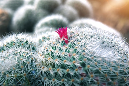 close up photo of raw fresh cactus with red pink flower