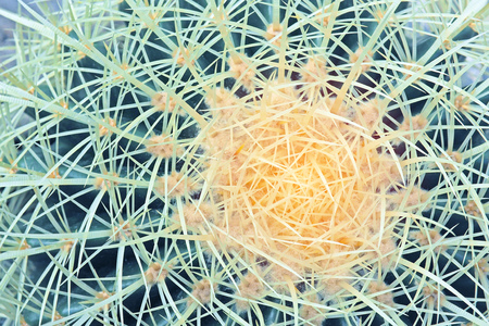 close up photo of raw fresh cactus view from topの写真素材