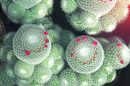 close up photo of raw fresh cactus view from topの写真素材
