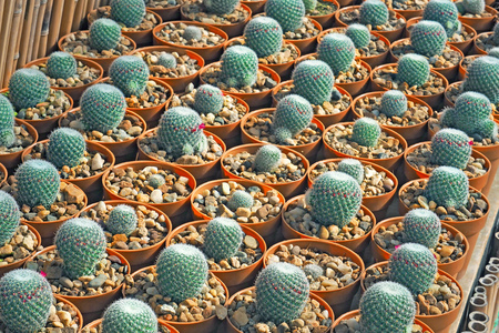 small cactus tree on the row inside gardenの写真素材