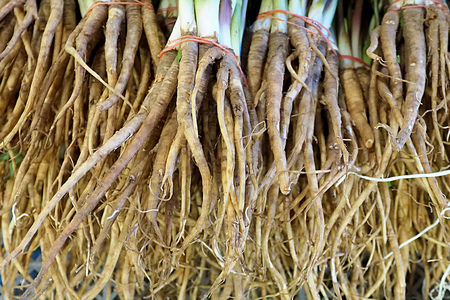 close up raw fresh Ginseng Tang Gui Jub roots at the local marketの写真素材