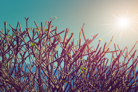 tree branches without leaves on blue sky with sun light in vintage photography style effectの写真素材