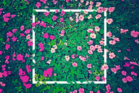 vintage effect photography of pink flowers garden with green leaves in background pattern with creative white frame borderの写真素材
