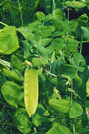 sugar pea grow inside garden background texture with copy spaceの写真素材