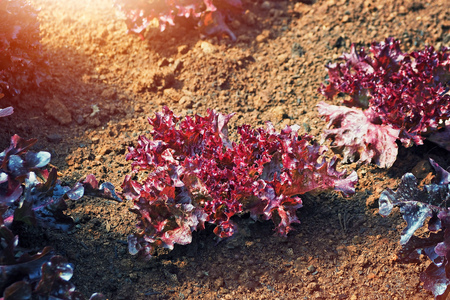 red oak salad vegetable grow on ground inside farmの写真素材