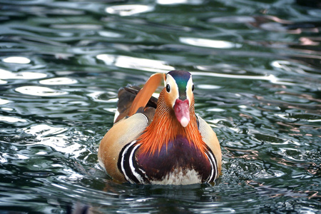 mandarin duck swim on river face looking to cameraの写真素材