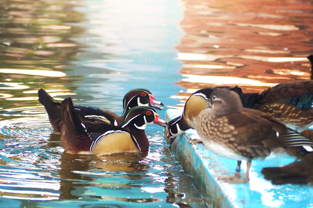 couple with group of wood duck in pondの写真素材