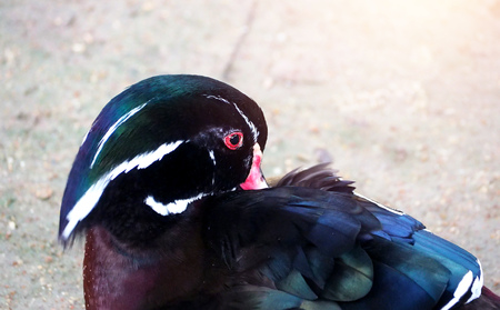 close up Wood Duck on head shotの写真素材