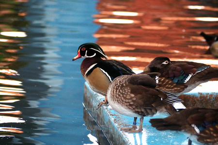 Wood Duck on pondの写真素材