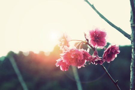 sakura flower on the sky with orange evening sun light and lens flareの写真素材