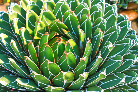 close up  of Queen Victoria Agave photo taken from above top viewの写真素材
