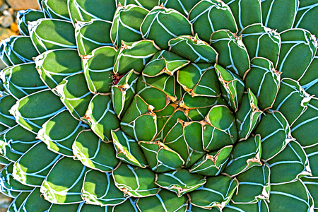 soft focus close up  of Queen Victoria Agave photo taken from above top viewの写真素材