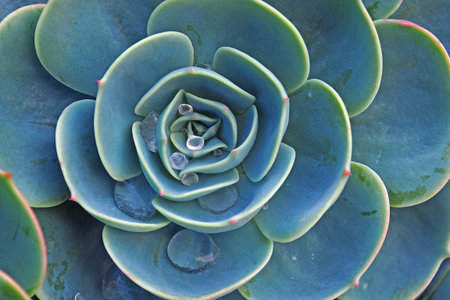 Kalanchoe the Rose of Desert with some water drop on the leaf close up macro photo