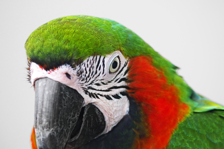 close up macro parrot on the face on clean clear white backgroundの写真素材