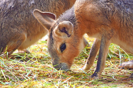 patagonian mara - lookalike big rabbit on eating grass close up photoの写真素材
