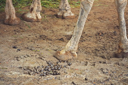 camel leg foot with poo and pee on the ground strong smell conceptの写真素材