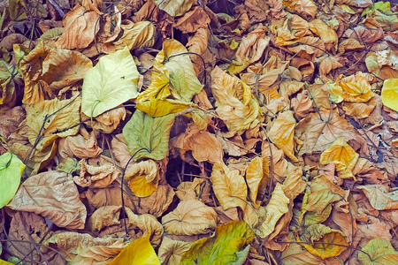 pile of dried leaves on the ground for conceptual design backgroundの写真素材
