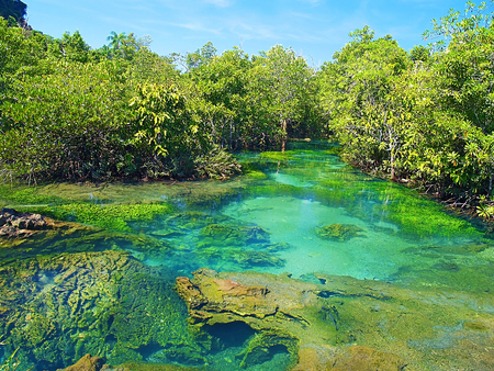Pa Phru Tha Pom Khlong Song Nam amazing place to observe nature in Krabi Province Thailandの写真素材