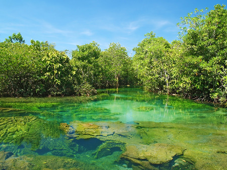 Pa Phru Tha Pom Khlong Song Nam amazing place to observe nature in Krabi Province Thailandの写真素材