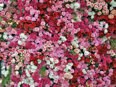 pink red white rose flower backdrop for background textureの写真素材