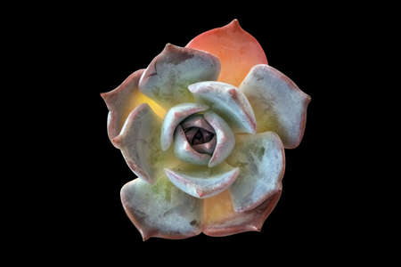top view of succulent echeveria plant isolated on backgroundの写真素材