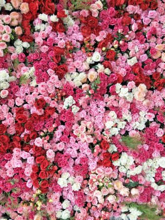 portrait many of pink red white rose flower backdrop for background textureの写真素材