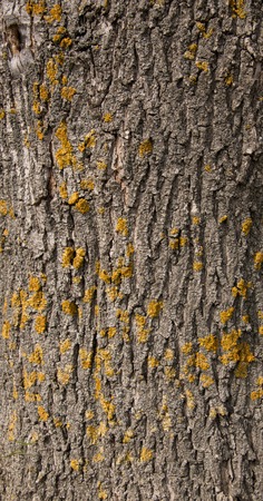 closeup of wood texture oldの写真素材