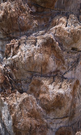 Close up of wood texture. Wood palm texture macro oldの写真素材