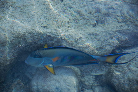 Red sea bright fish in water stones abstract background.