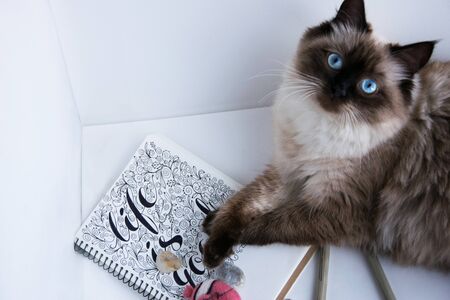 Life is good black hand written ink in the sketchbook. Against the background stones sea shells and small fish handmade wool. Catの写真素材