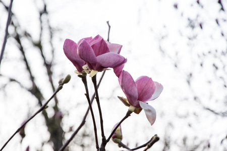 Flowering pink buds and magnolia flowers.の写真素材