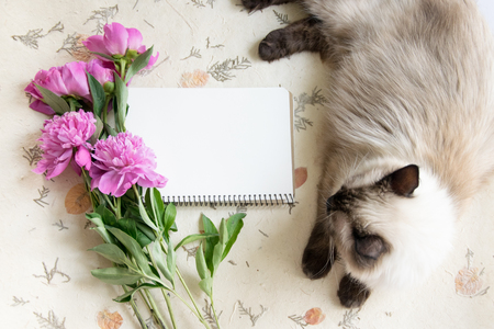 Mocup notebook with a clean sheet of pink peonies and Siamese catの写真素材
