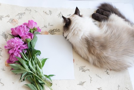 Mocup notebook with a clean sheet of pink peonies and Siamese catの写真素材
