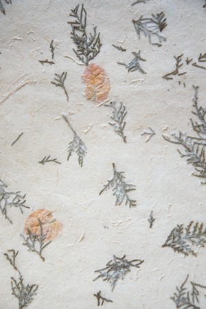 Old paper background texture with leaves and thuja.の写真素材