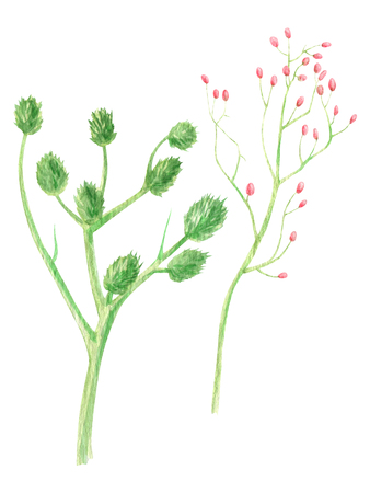 Hand painted watercolor botanical illustration exotic greenery branches with berriesの写真素材