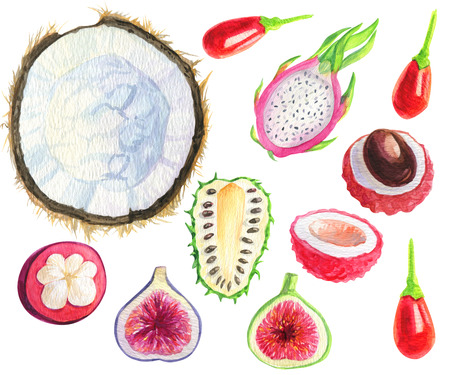 Fruits set exotic tropical Watercolor. Coconut, custard apple, Sour sop, figs, Dragon fruit, Lychee, Goji berries, Mangosteen fruits Artistic food Hand painted illustration on white backgroundの写真素材
