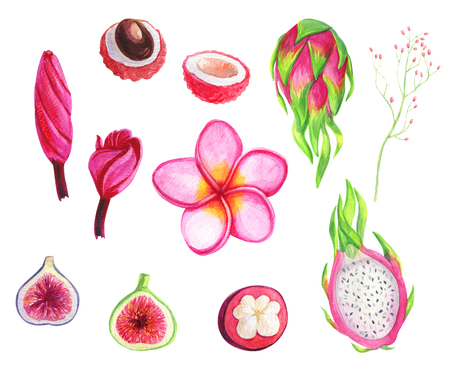 Set flowers and fruits. Pink Watercolor tropical exotic illustration painting. For design textiles, background for invitation, wedding or birthday card templateの写真素材