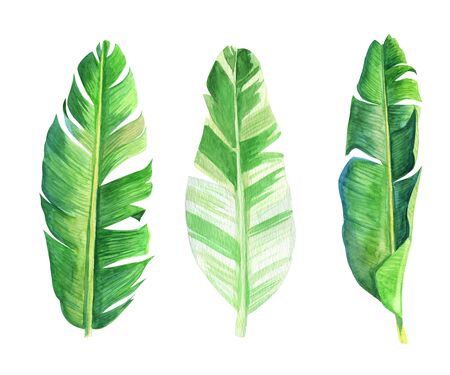 Tropical leaves bananas palm set. Watercolor Hand drawn illustrations for text, jungle exotic background Perfect for wedding Aloha invitationの写真素材