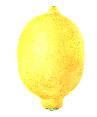 Lemon citrus watercolor fruit design. Hand drawn illustration art. Fresh yellow juice lemon. Organic fruit botanical illustration. Vintage colorful lemon citrus watercolor Isolated on white background.の写真素材