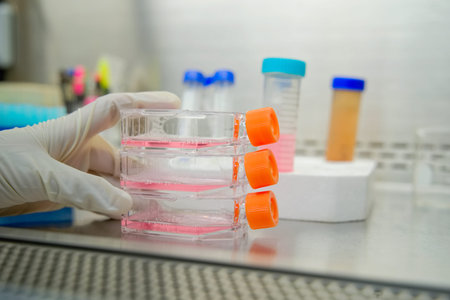 The woman researcher working with cell culture flask for monolayers cells in the culture medium in...