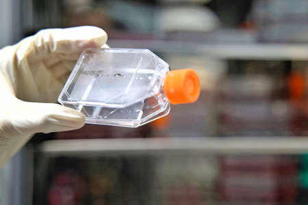 The woman researcher hold cell culture flask for monolayers cells with the cabinet in background in the culture medium to do the lab test in the laboratory room.の写真素材