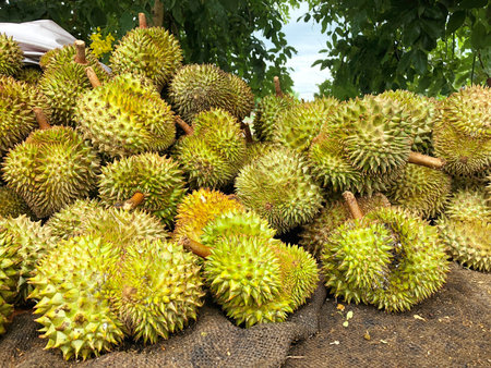 A stack of Durian monthong. Durian is king of fruit is famous Asian fruit.