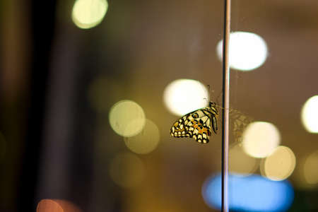 Abstract Butterfly backgrounds bokeh blurry lights in night time with colors of lights.の写真素材