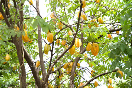 A fresh of star apple on the tree. Thai fruit.